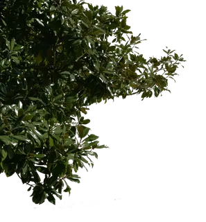 合成所需树元素