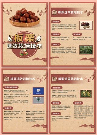 板栗速效栽培技术海报图片