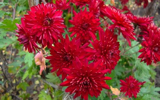 鲜红菊花图片 鲜红菊花图片