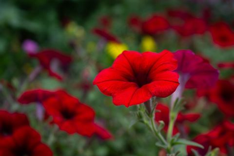 红色矮牵牛花摄影图片 红色矮牵牛花摄影图片