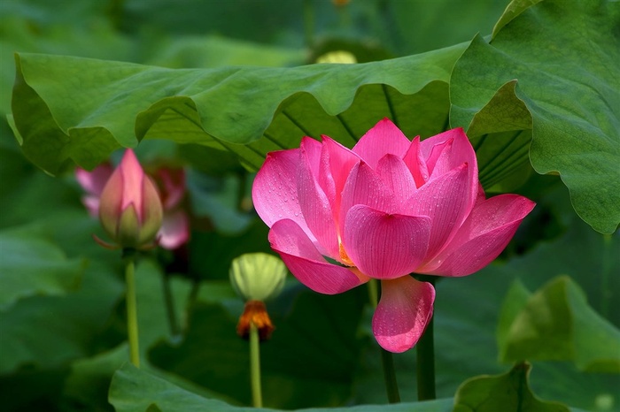 雨后娇艳的荷花摄影图片
