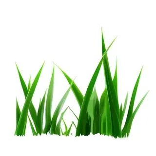 草丛叶子绿叶免抠