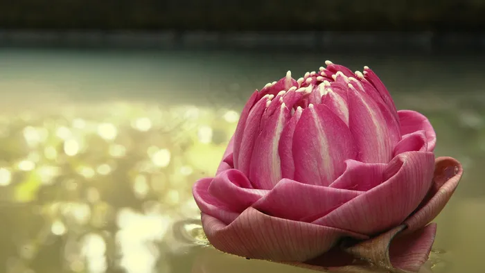 一朵布花 