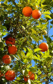 果园里的橙子