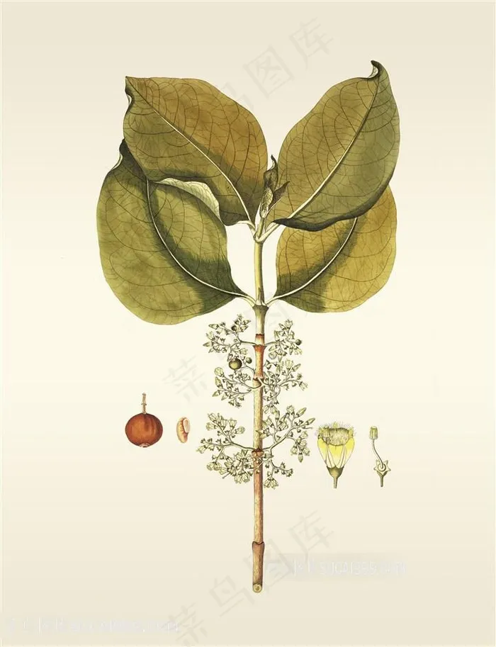 绿叶花卉植被装饰画插画