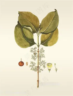 绿叶花卉植被装饰画插画 绿叶花卉植被装饰画插画