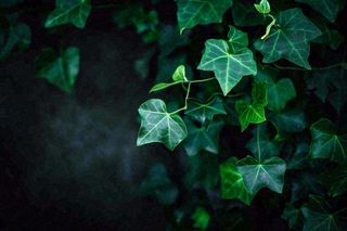 清新绿叶绿植植物叶子特写立夏夏至大暑春夏摄影图