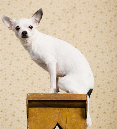 宠物犬吉娃娃狗狗图片
