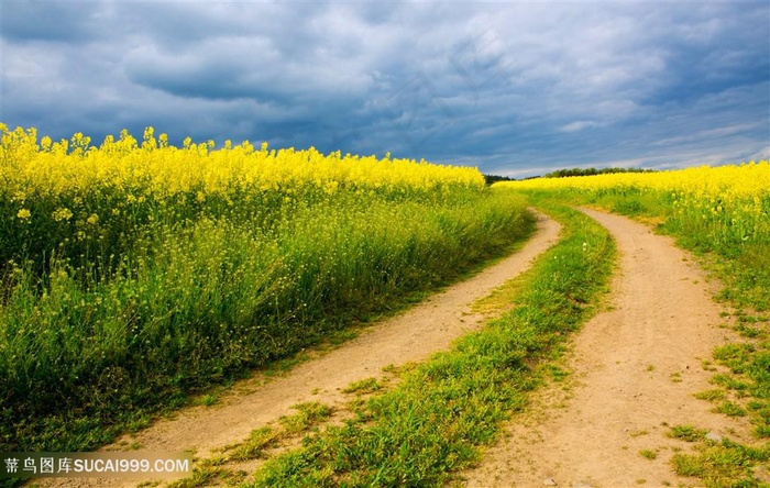 美丽麦田景色高清图片