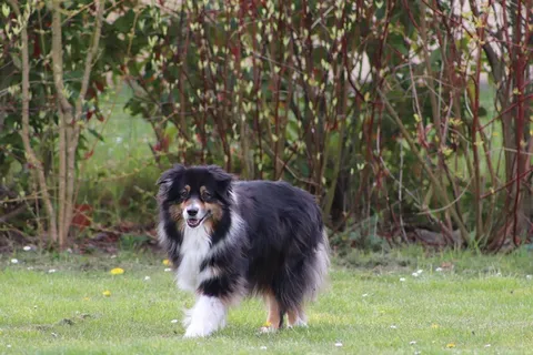 大型澳大利亚牧羊犬图片