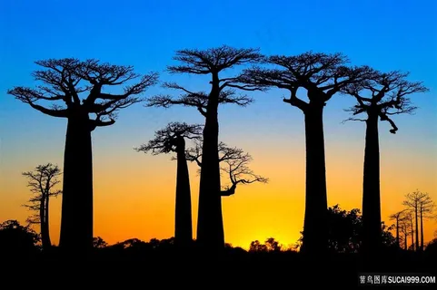 非洲猴面包树