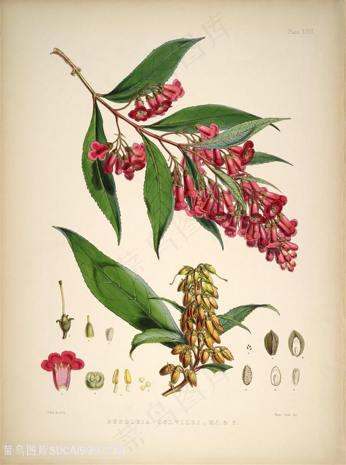 高清唯美花枝花卉插画