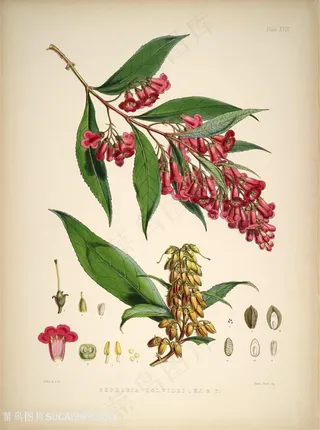 高清唯美花枝花卉插画