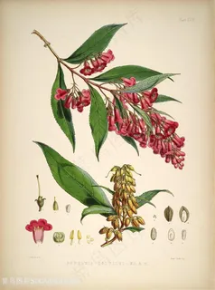 高清唯美花枝花卉插画 高清唯美花枝花卉插画