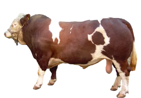 牦牛奶牛现代农业