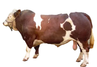 牦牛奶牛现代农业