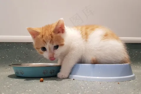 呆萌小猫咪可爱图片 呆萌小猫咪可爱图片