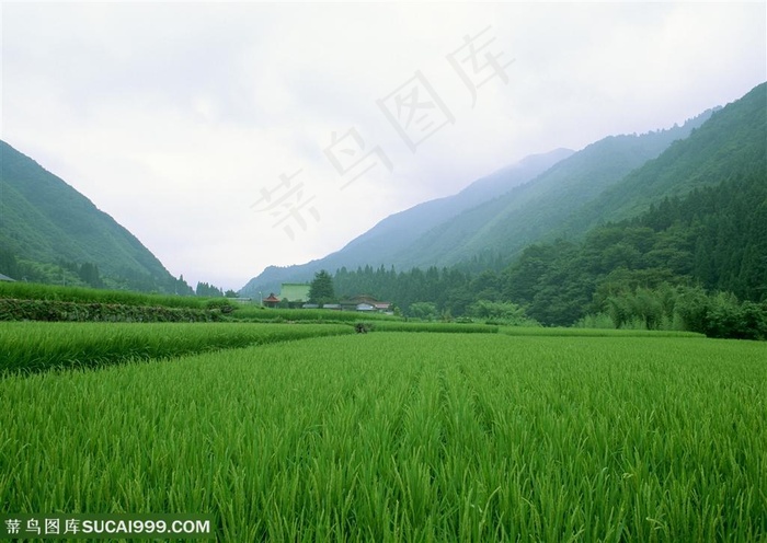 平原草原-嫩绿的植物