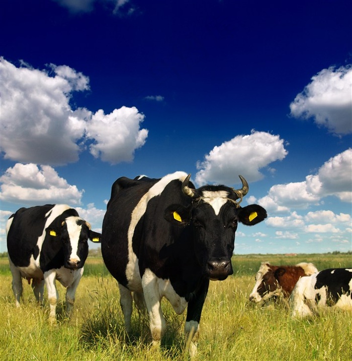 大草原上吃草的奶牛高清图片