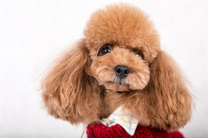 泰迪犬特写素材