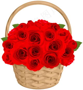 玫瑰 红色 红玫瑰 玫瑰花 花朵 鲜花特写 免抠