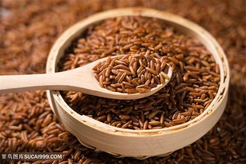 新鲜大麦摄影图片