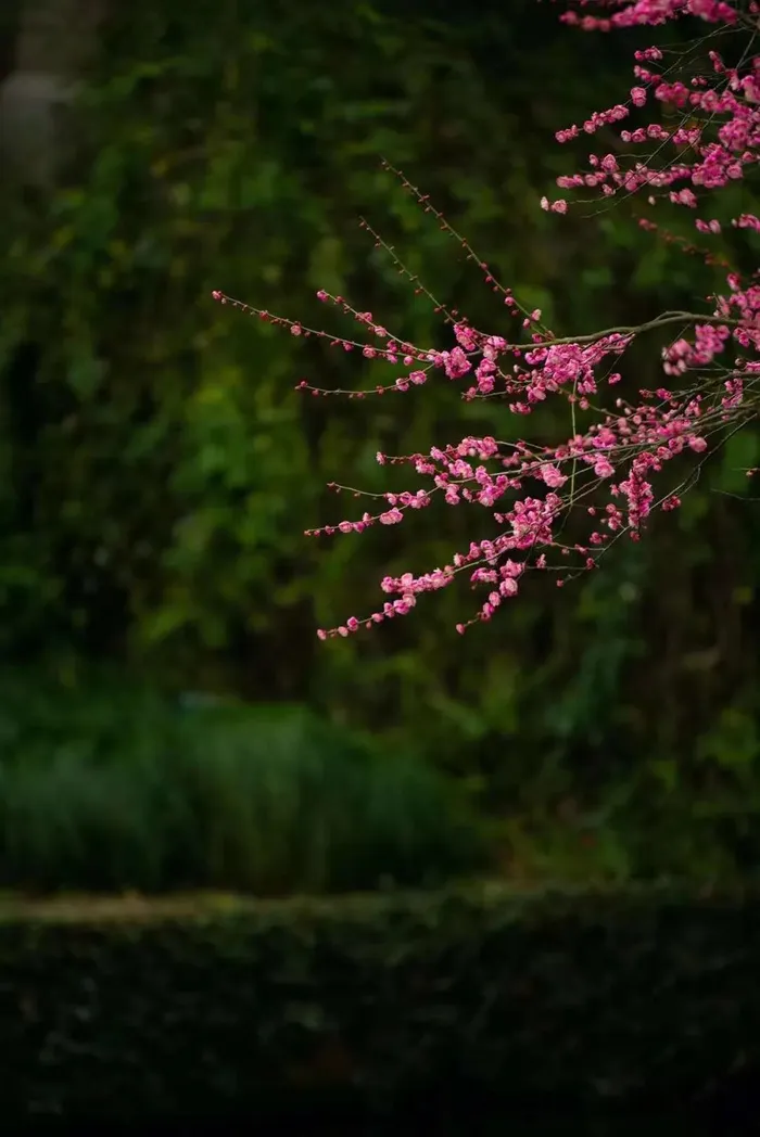 梅花背景图