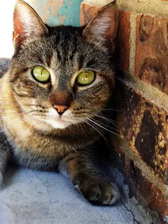 萌萌哒深色猫咪图片 萌萌哒深色猫咪图片