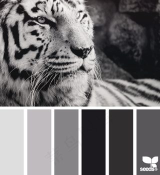 动物配色色卡色彩搭配