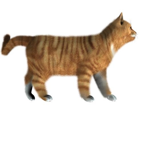 猫PNG图像，小猫PNG免抠