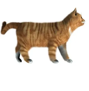 猫PNG图像，小猫PNG免抠
