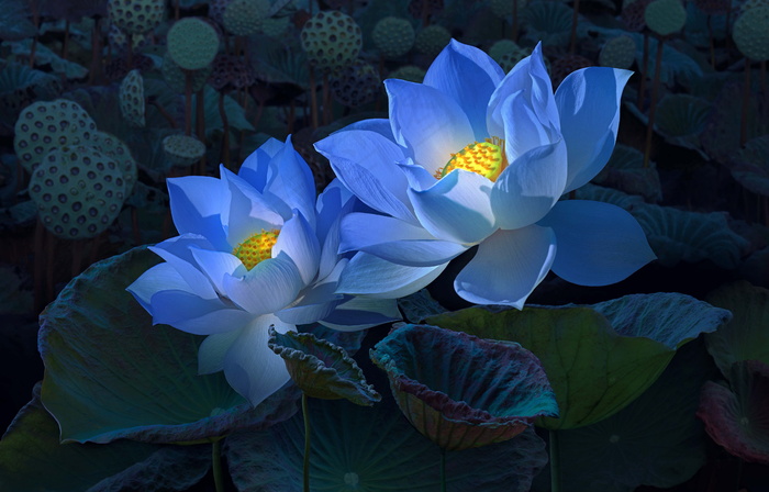 立夏唯美荷花图片