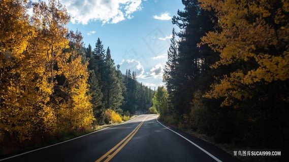 穿越森林的公路壁纸