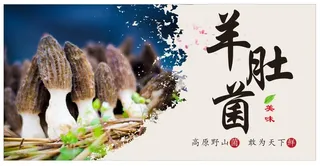 羊肚菌 野生菌图片