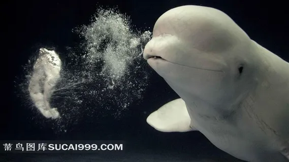 可爱的海洋生物白鲸图