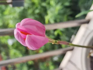 初开的花儿 带着生机勃勃的希望