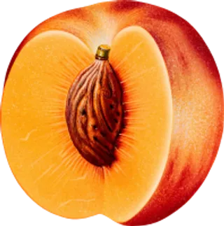 55_peach_PNG4866