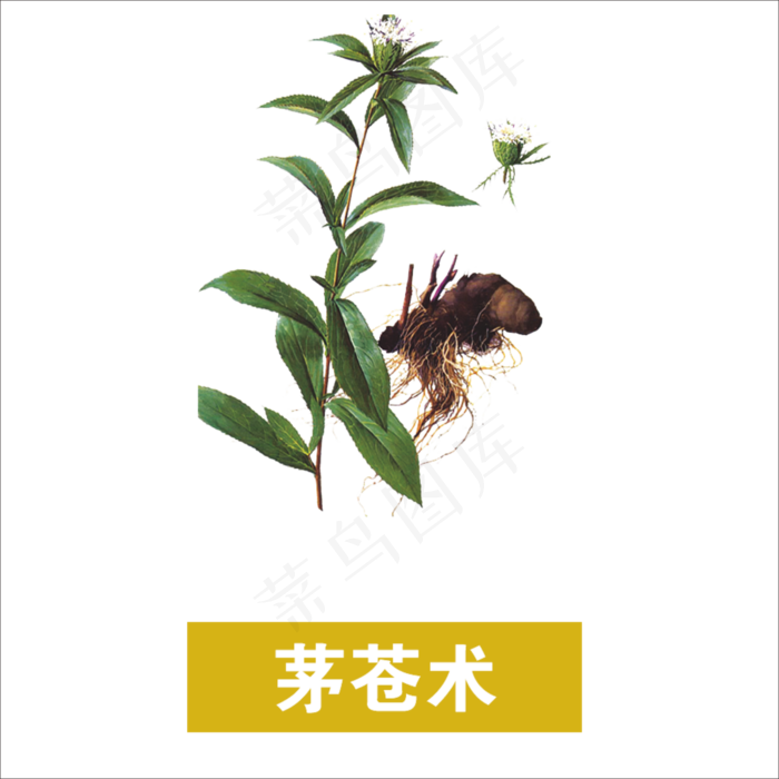 手绘草本中药药材茅苍术