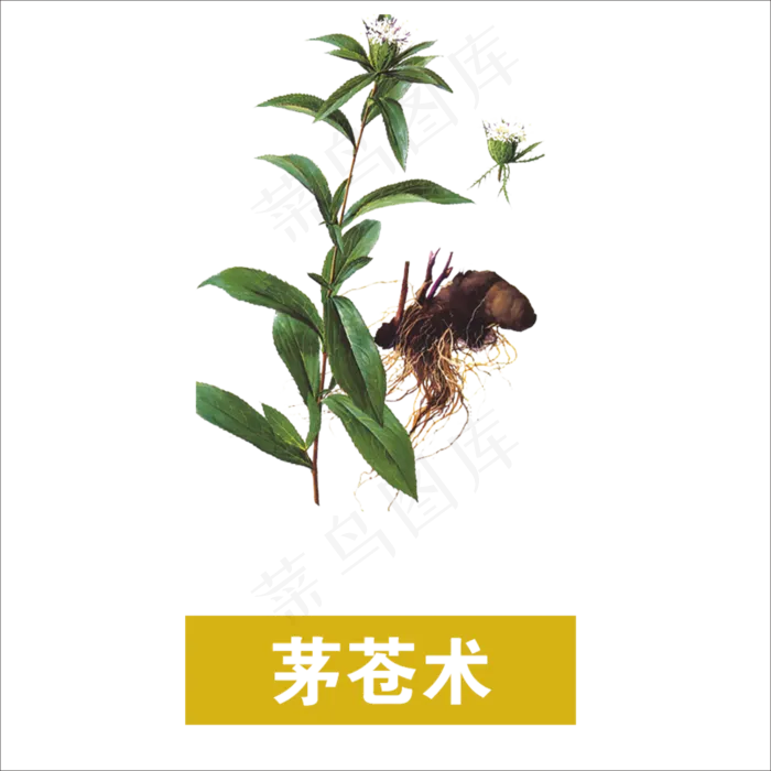 手绘草本中药药材茅苍术