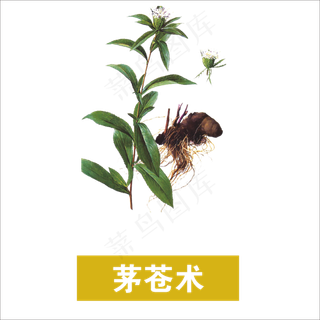 手绘草本中药药材茅苍术