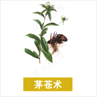 手绘草本中药药材茅苍术