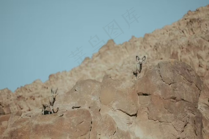 沙漠半山上的动物