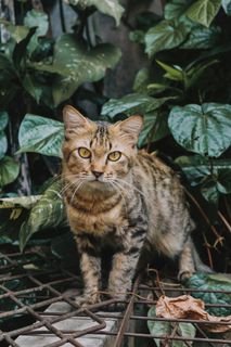 可爱猫咪猫猫摄影素材