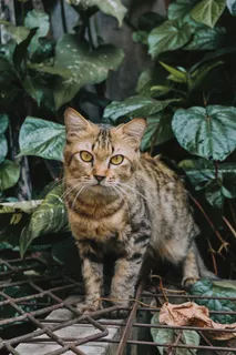 可爱猫咪猫猫摄影素材