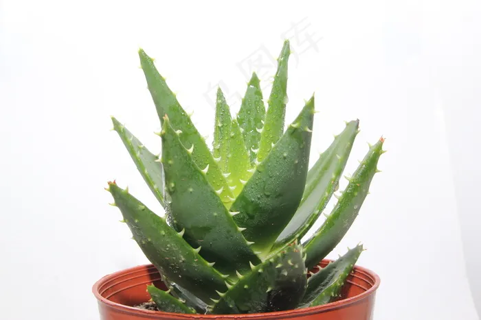 盆栽芦荟图片