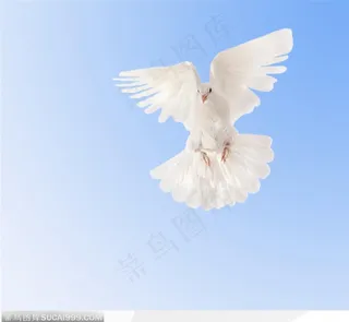 在蓝天里飞翔的白鸽特写图片素材