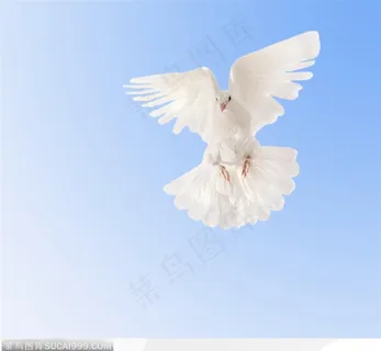 在蓝天里飞翔的白鸽特写图片素材 在蓝天里飞翔的白鸽特写图片素材