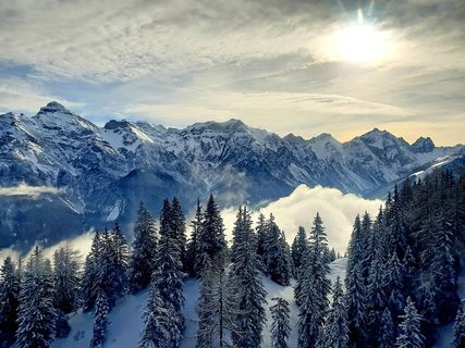 冬天白色背景风景大树