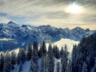 冬天白色背景风景大树