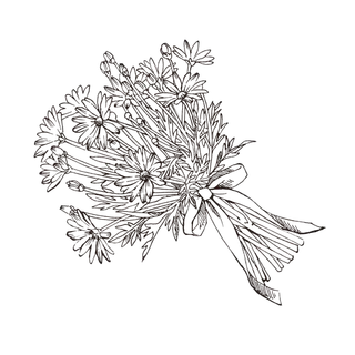 线条草本花卉手绘植物-玛格丽特4